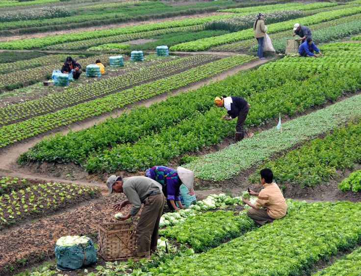 The Farming & Handling Standards Behind Indian Export Produce: Delivering GCC-Ready Freshness