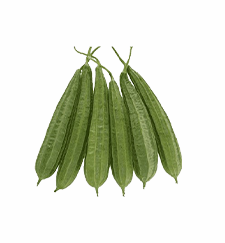 Ridge Gourd